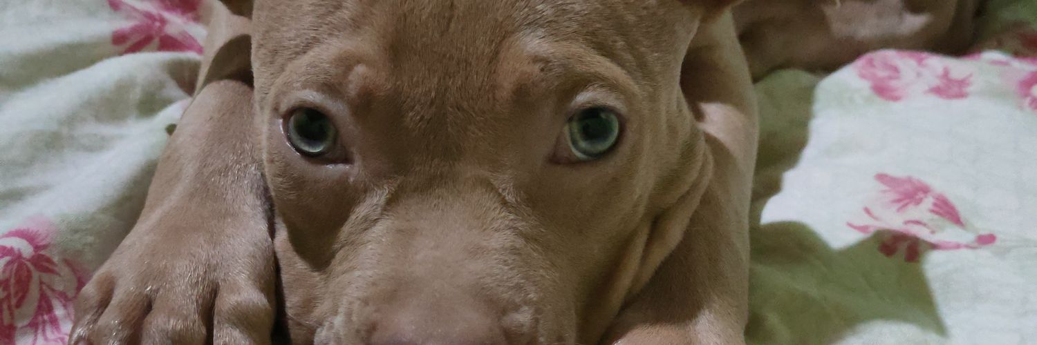 joaofeerraz's profile banner image