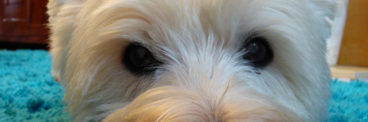Tilly_Beth's profile banner image