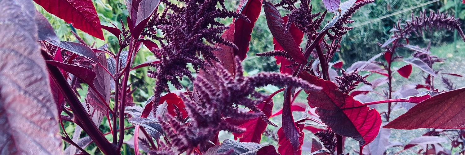 xXSweetSnowXx's profile banner image