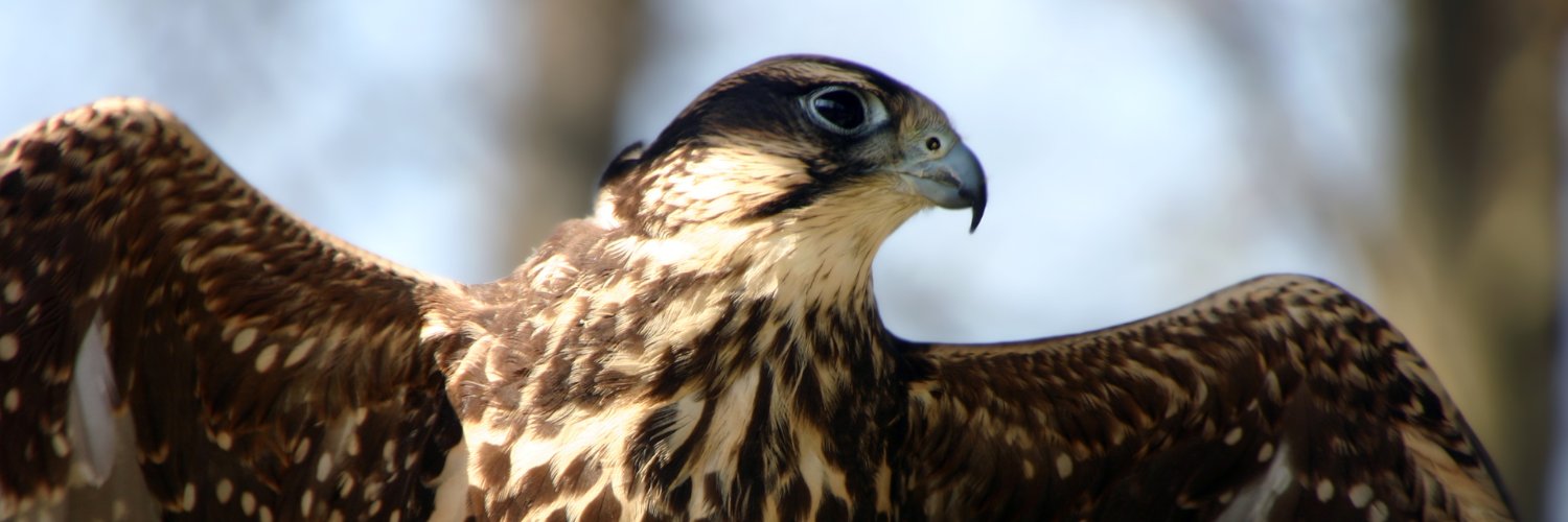 Raed de Castro banner