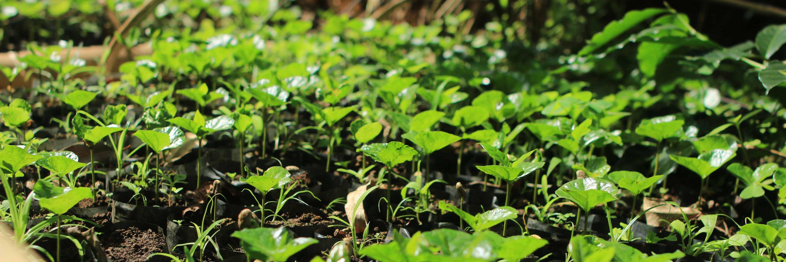 kiwarifarmers's profile banner image