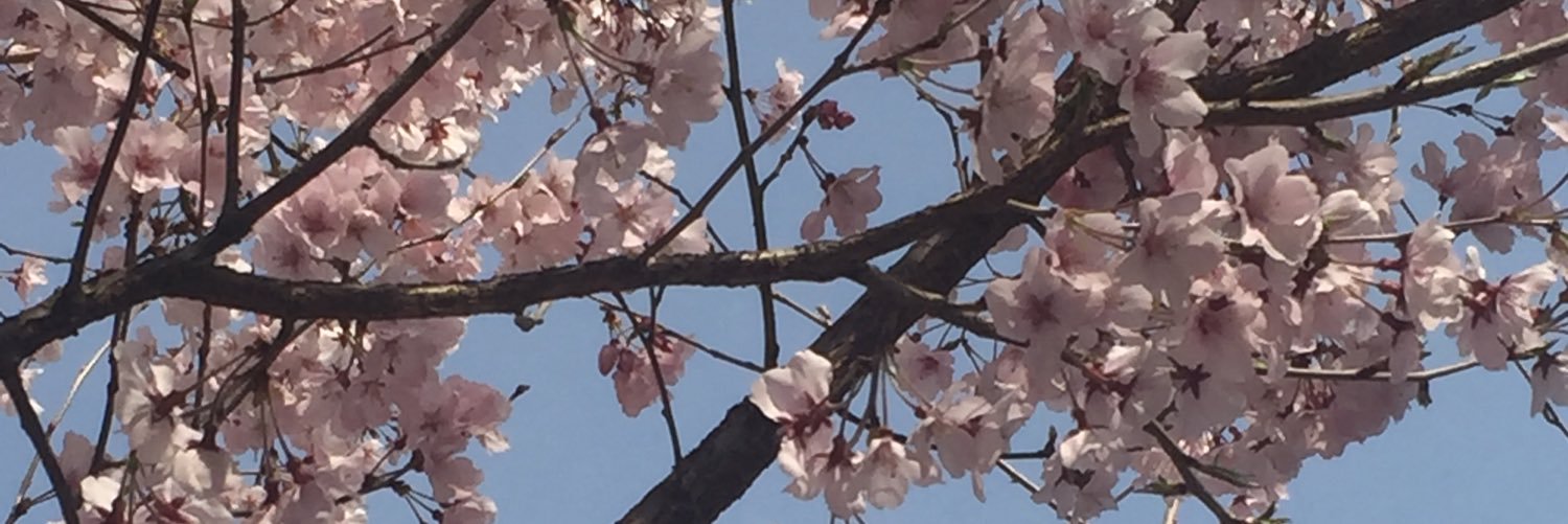 HollyinTokyo's profile banner image