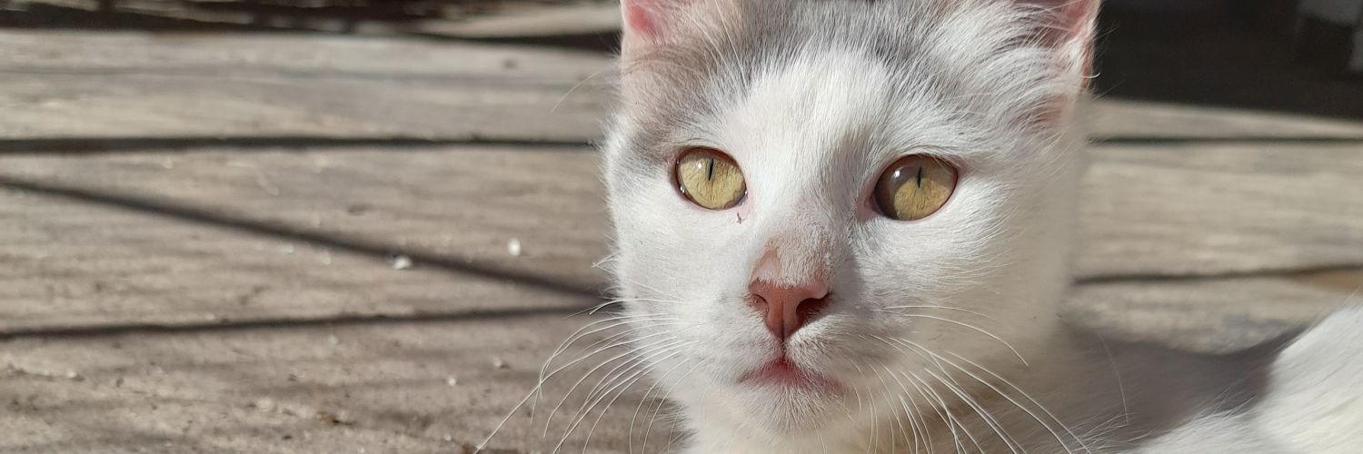 MaleRetamoso's profile banner image