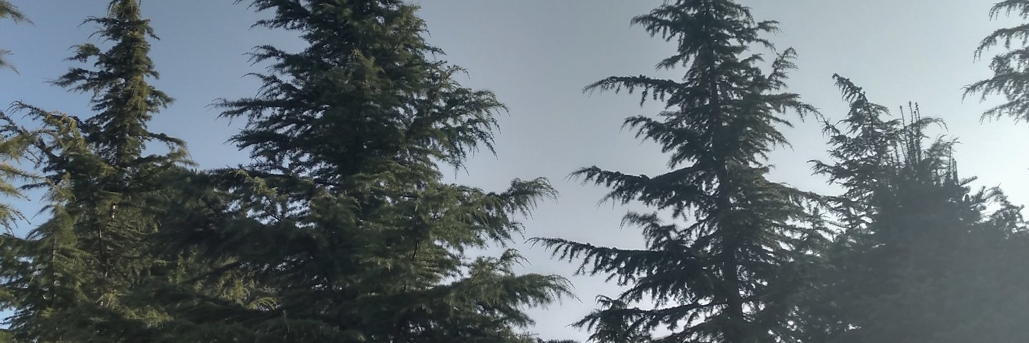 vvivasm's profile banner image