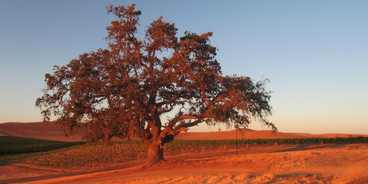 realwineshow's profile banner image