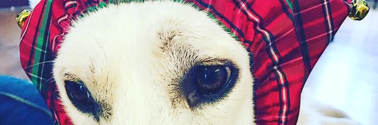dokahaus's profile banner image