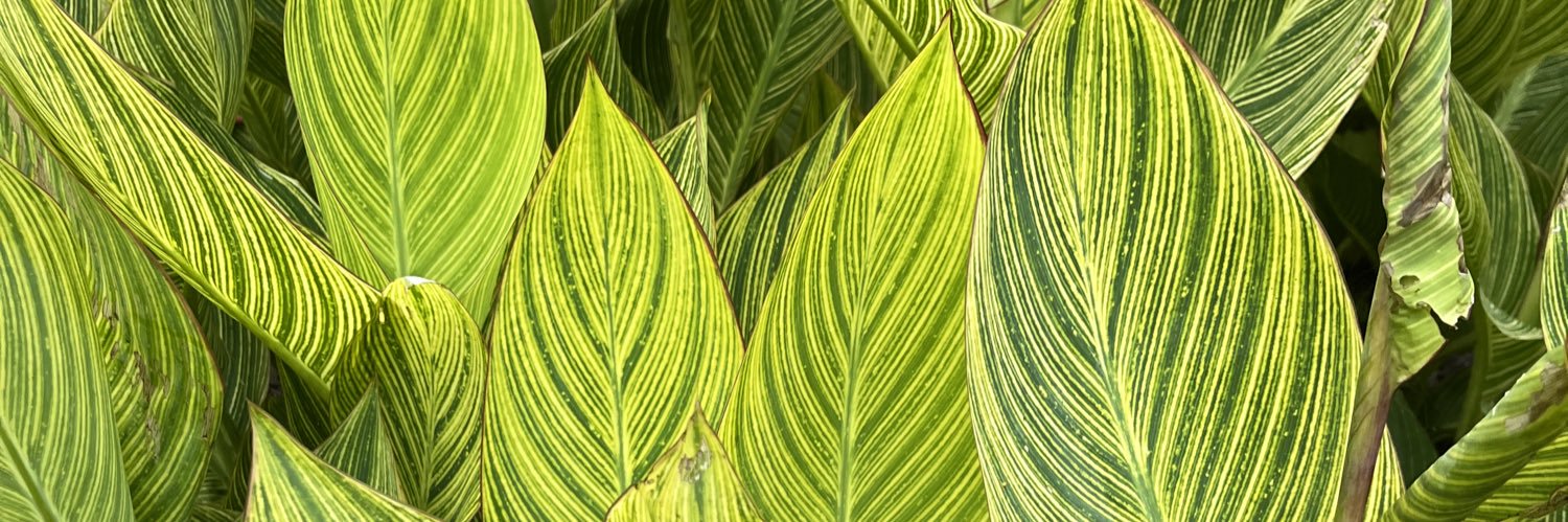 AlexScierka's profile banner image