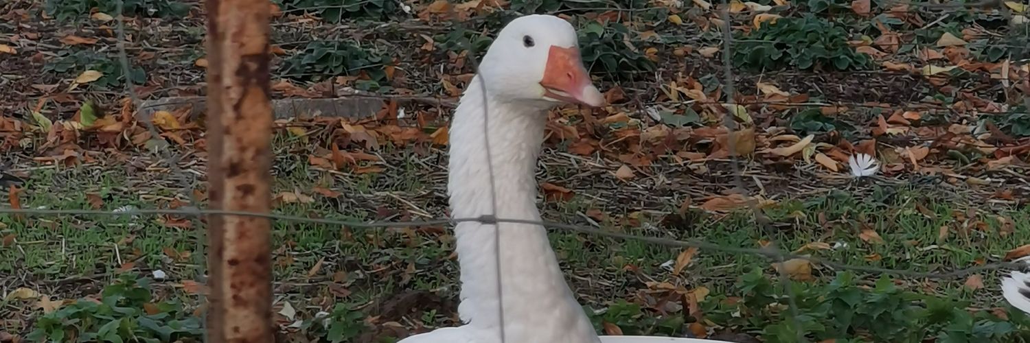 PaltNiklas's profile banner image