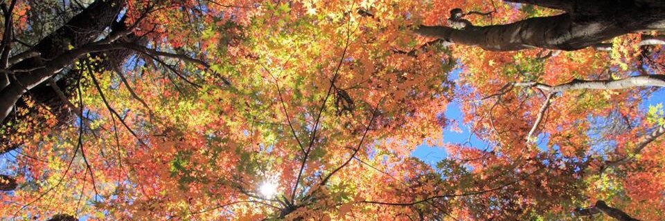 e8223f's profile banner image