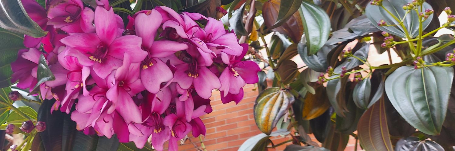 Alejandra Hernandez banner