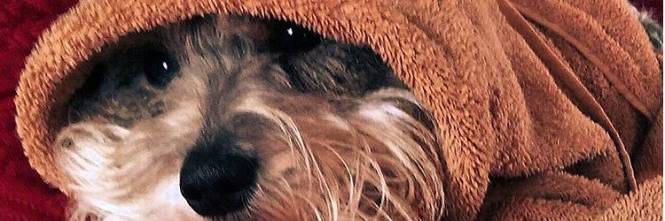 ₿randon Ðorshak banner
