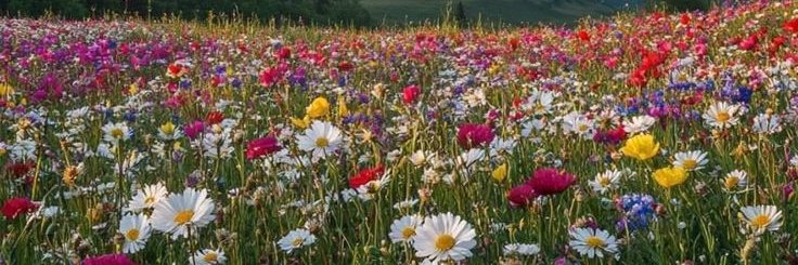 Francisco Tomás M banner