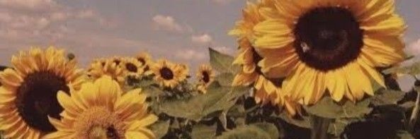 fritosdchipotle's profile banner image