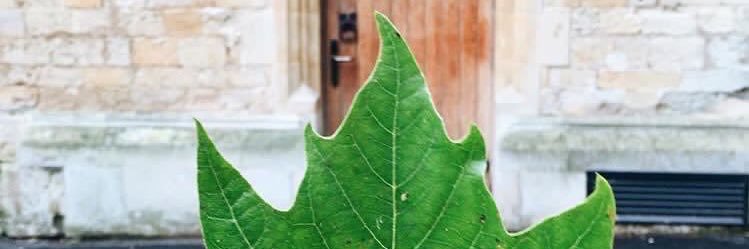 اليَـآسمـين banner