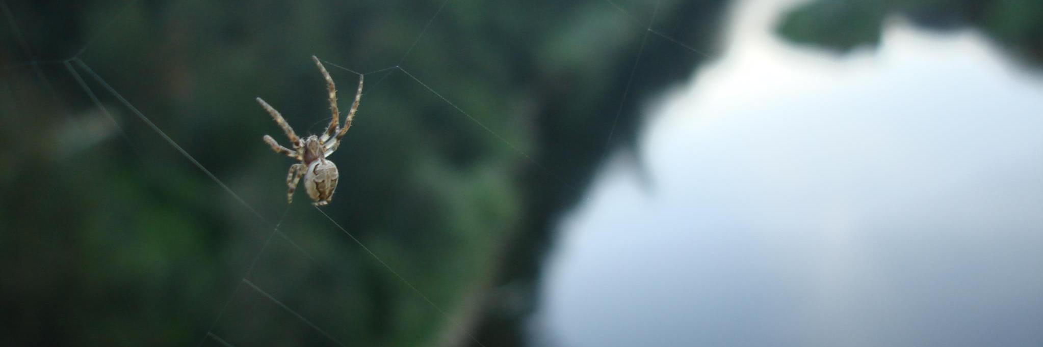 Saracruzn's profile banner image