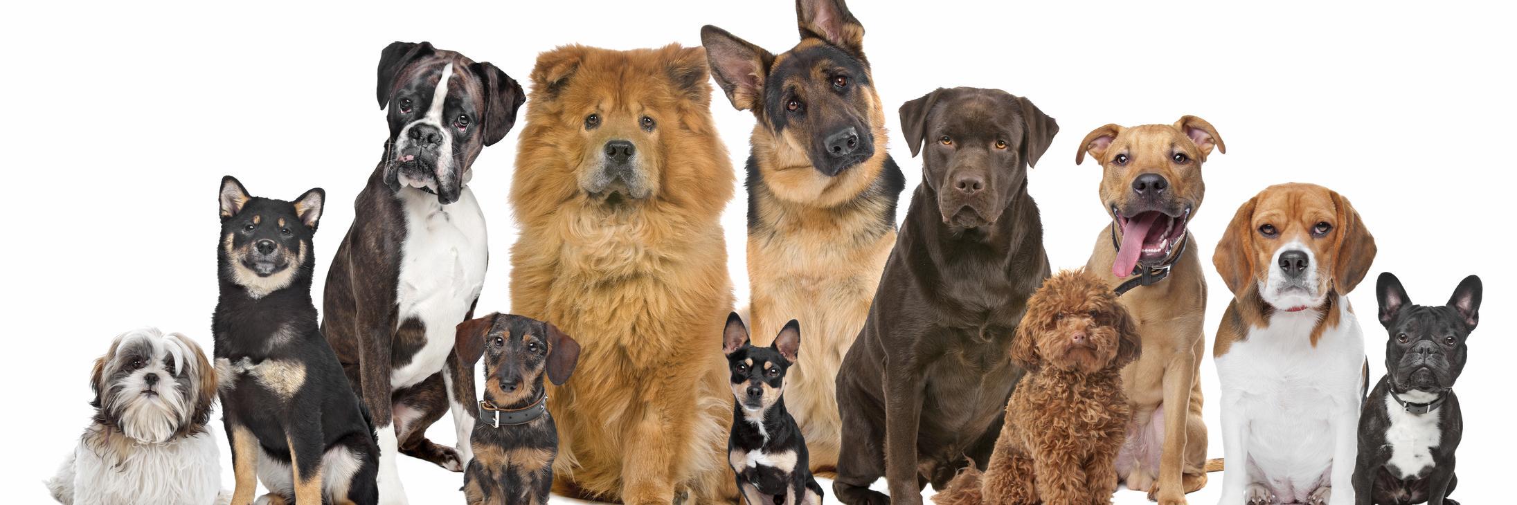 DogManuals's profile banner image