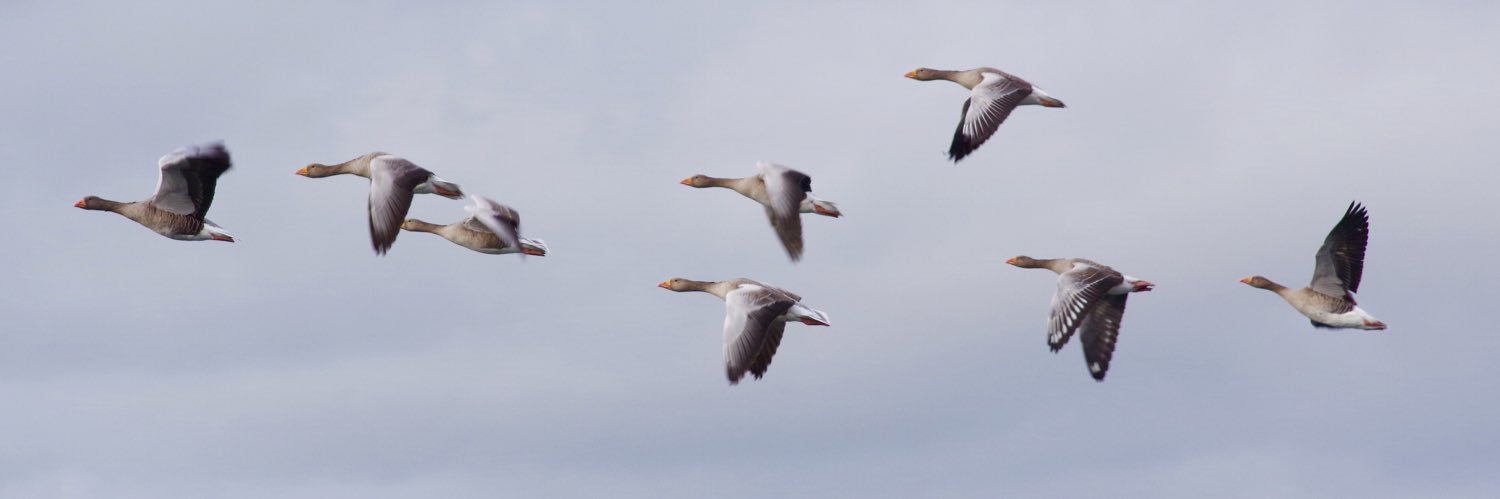 Ian Terence Neve banner