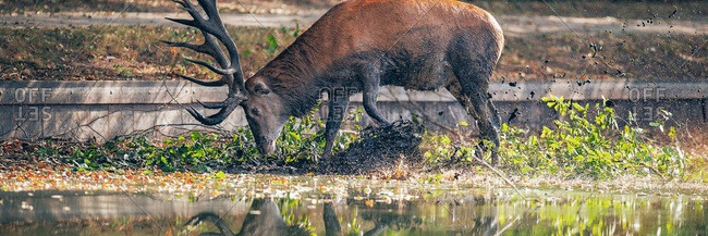 deerlakep's profile banner image