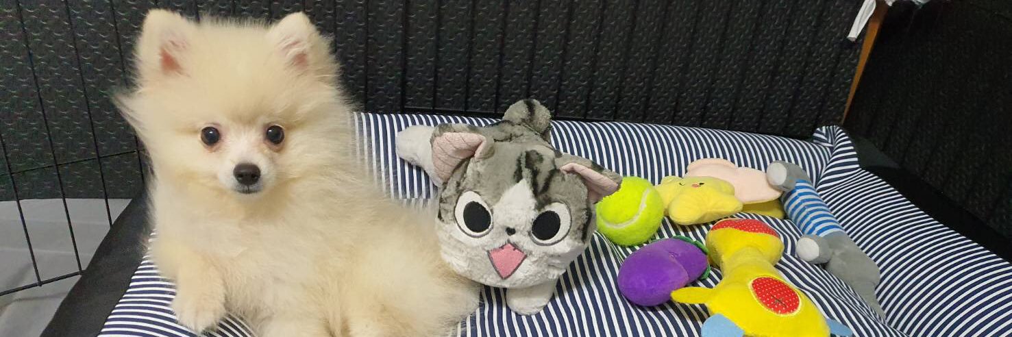 ZJibz's profile banner image