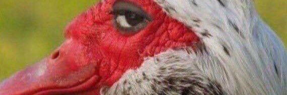 TuffyBrown2's profile banner image
