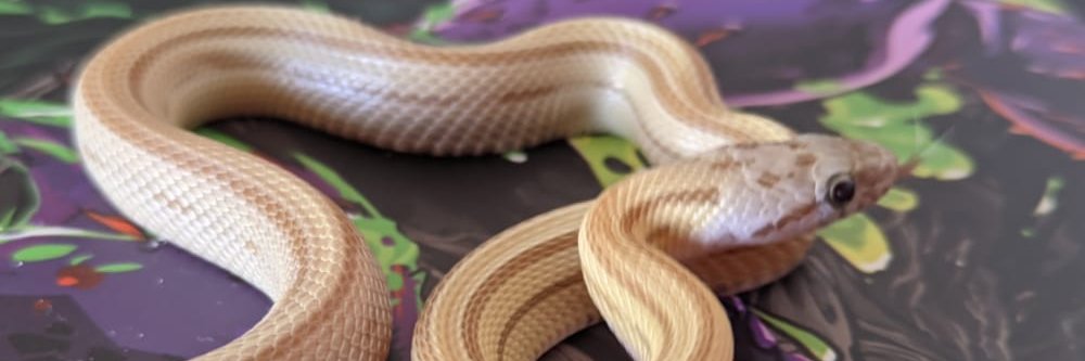 Snakeman07's profile banner image