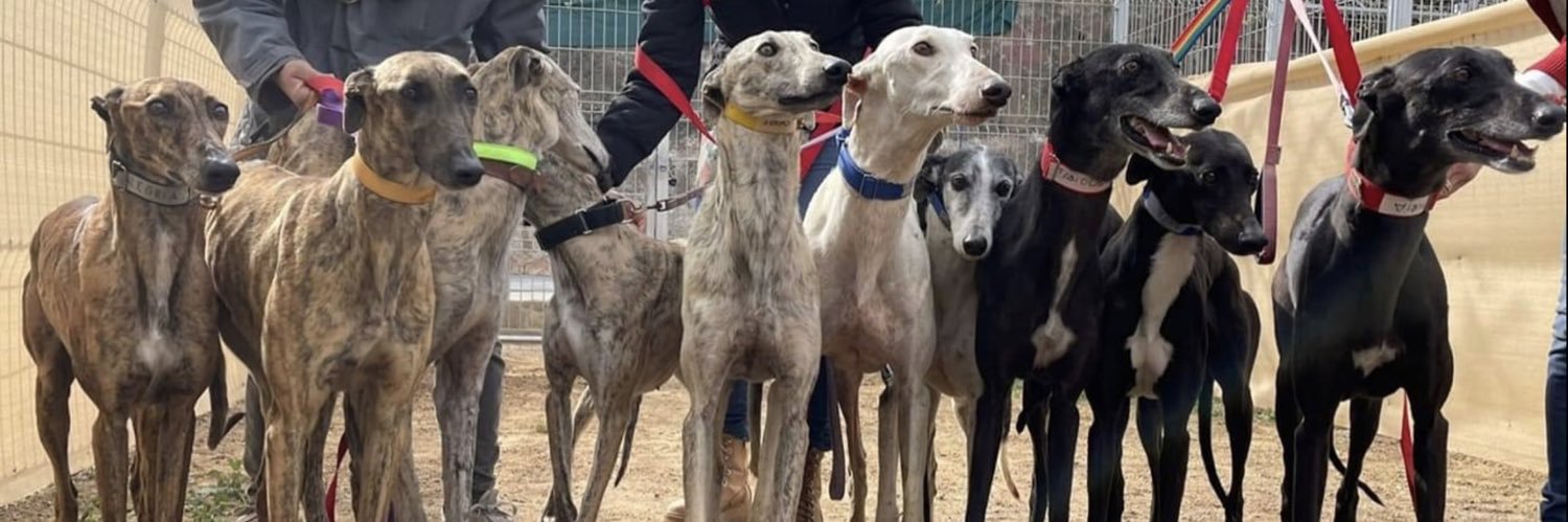 SOS Galgos banner