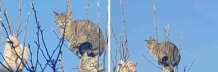 catatiusky's profile banner image