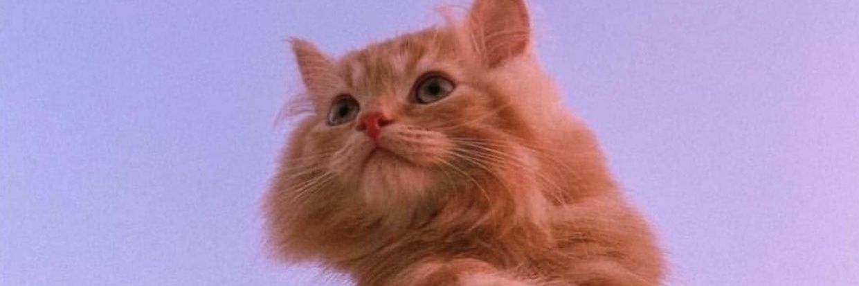 lajibollaala's profile banner image