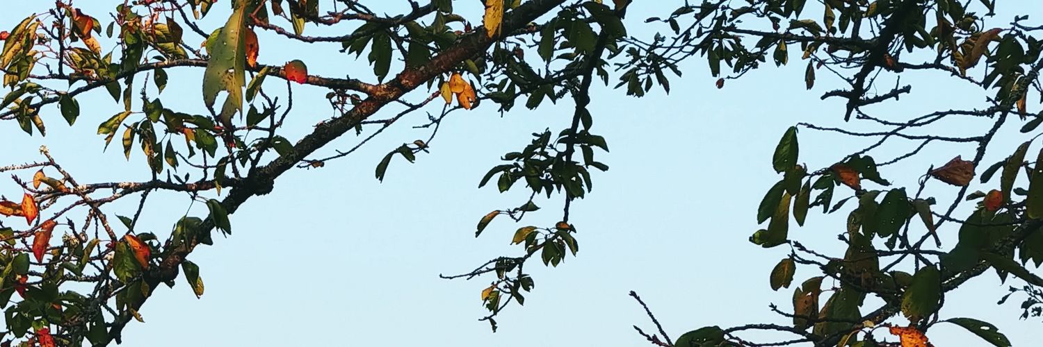 ururu00's profile banner image