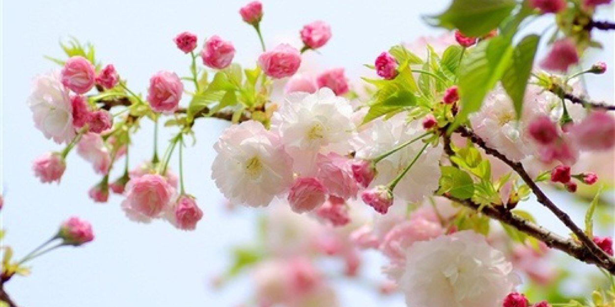 22Suad's profile banner image