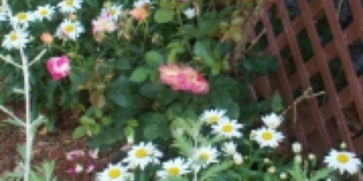 Deb62D's profile banner image