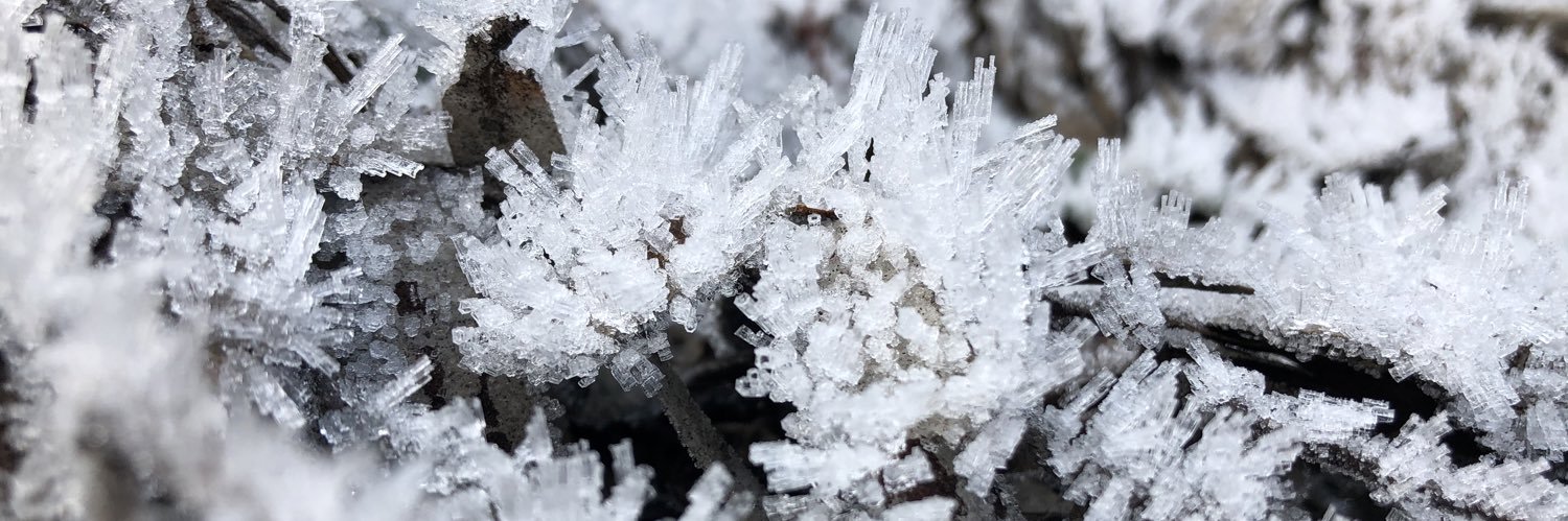 Jessie Buettel banner