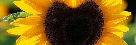 gemanemz's profile banner image