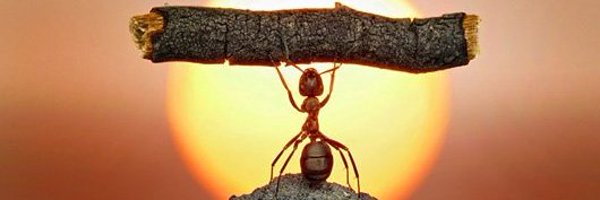 TracyLinco Profile Banner