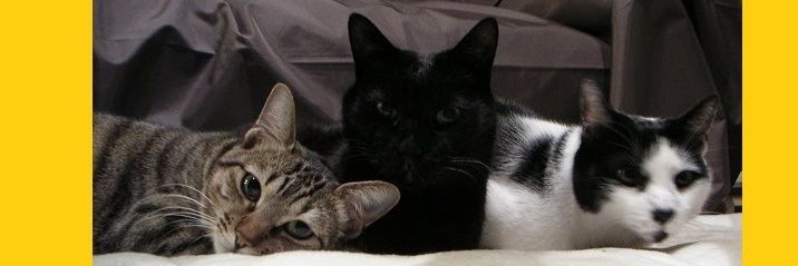 aaaanmo's profile banner image