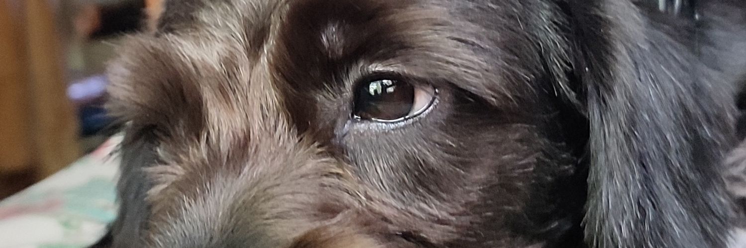 iipuuuu's profile banner image