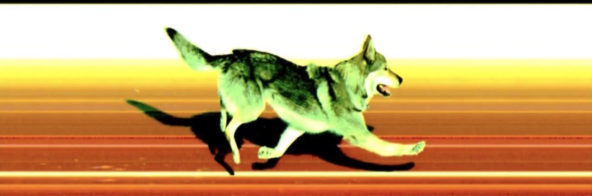 dantjertimm's profile banner image