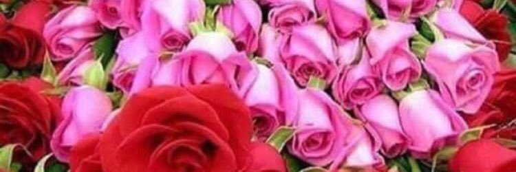 alsubhiv's profile banner image