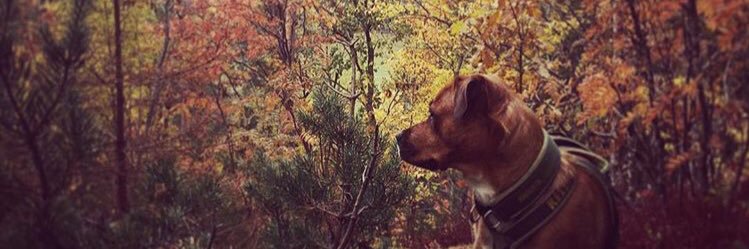 minaskouen's profile banner image