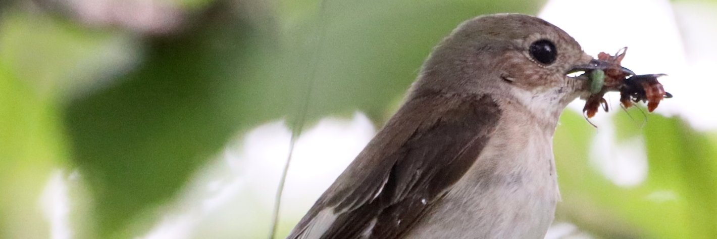 Ville Mättö banner