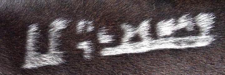 stefrennebu's profile banner image