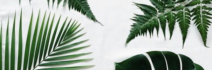 sheena_she's profile banner image