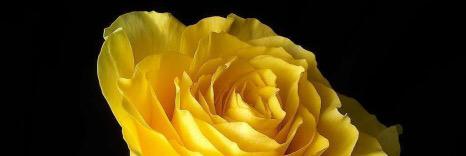 WymondhamFlower's profile banner image