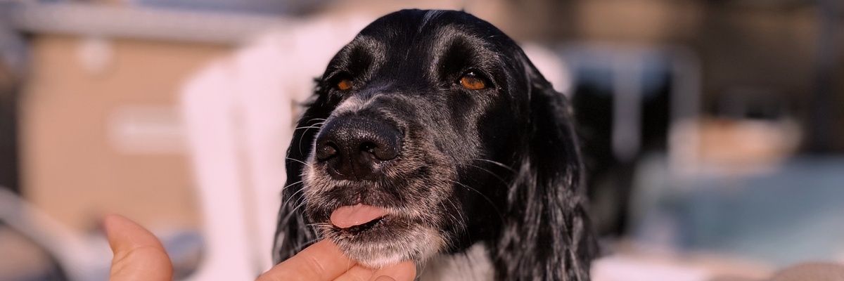 carravalenn's profile banner image