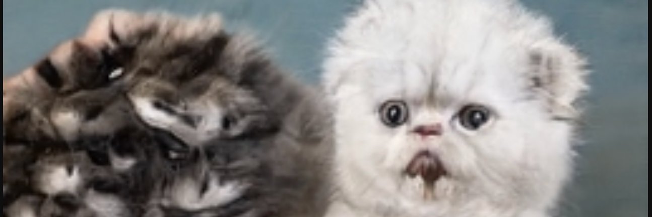 Charlotte Capitanchik 🌙 banner