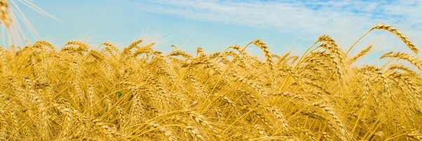 Виктор Жовнир banner