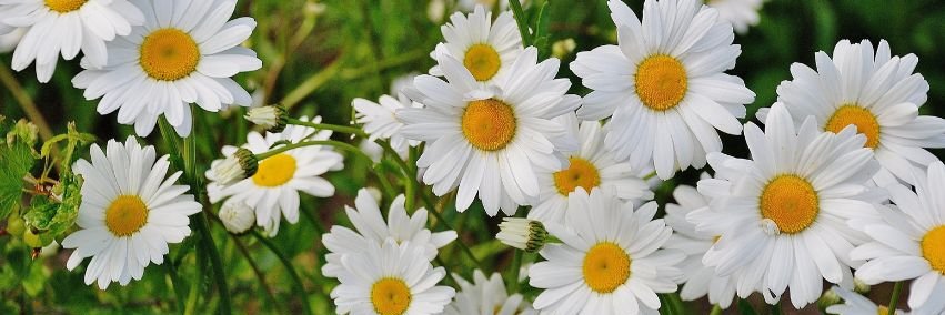 PennockFloral's profile banner image