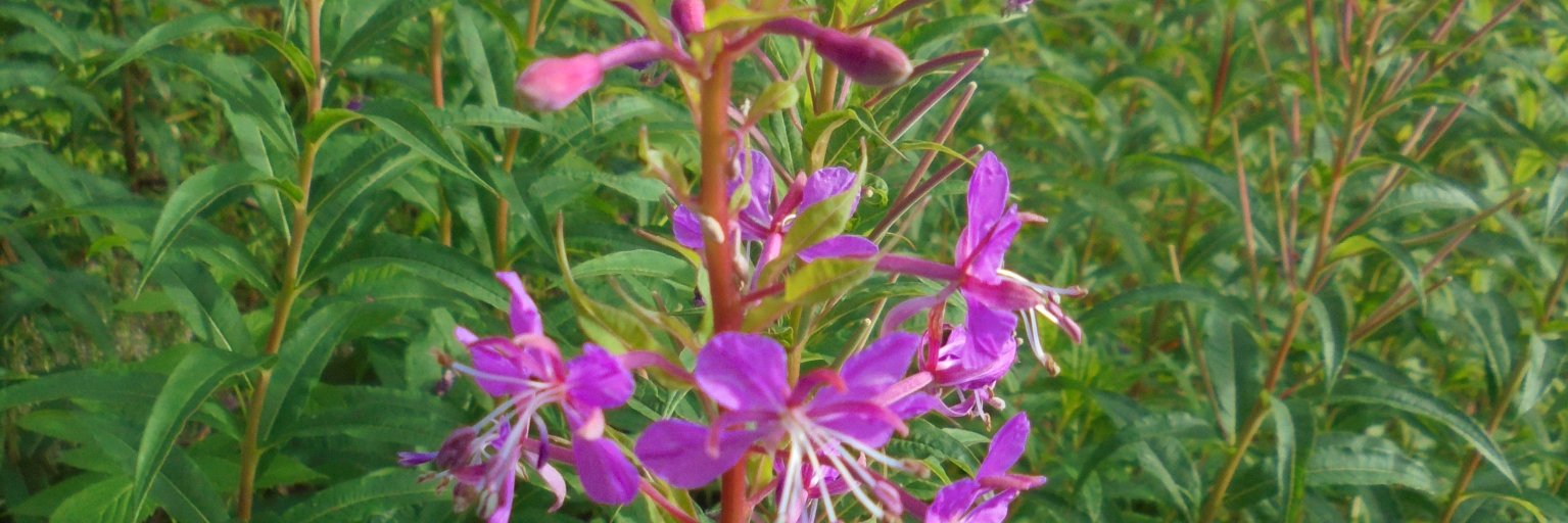 Ceibhfionn's profile banner image