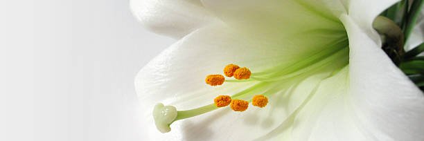 Permaneceramor's profile banner image