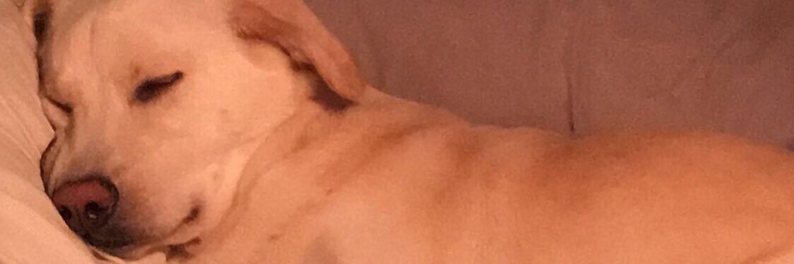 kattigerlilly's profile banner image